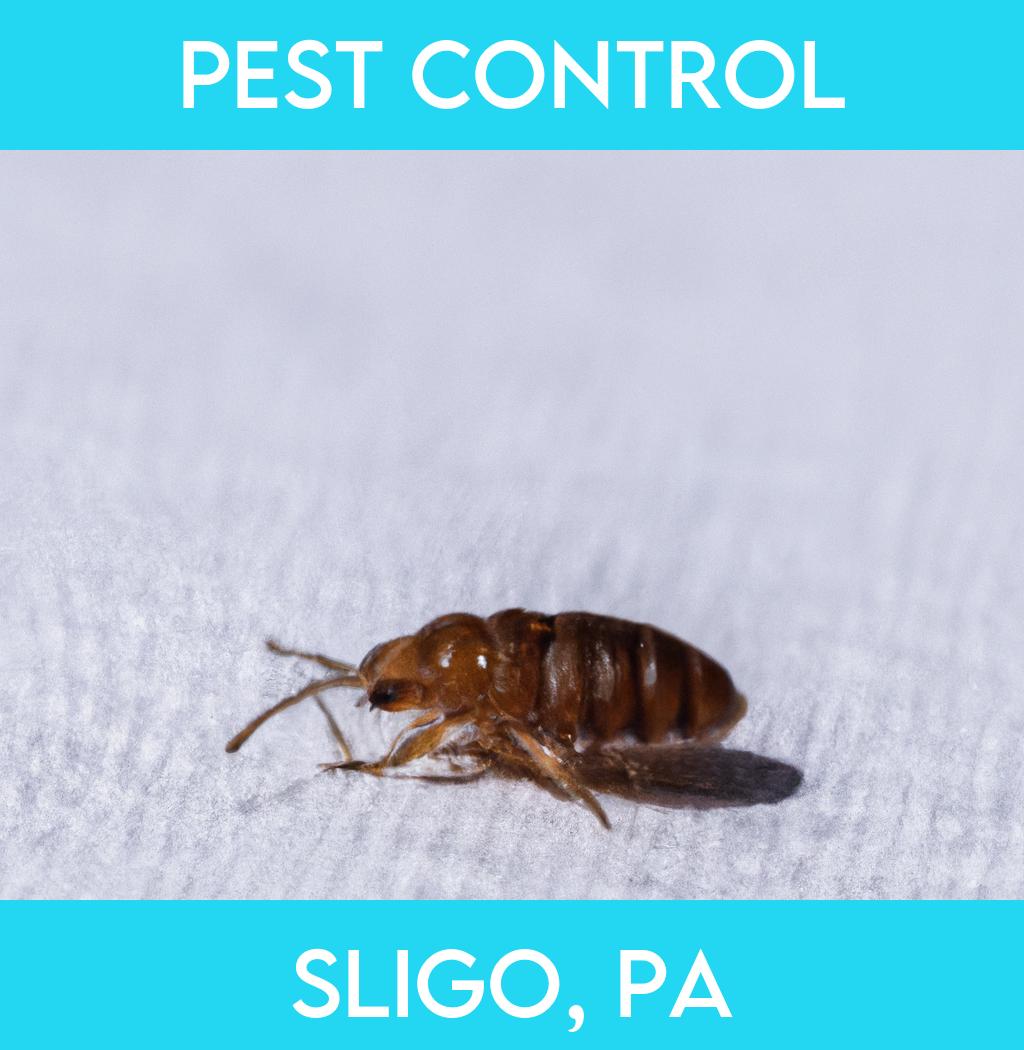 pest control in Sligo Pennsylvania