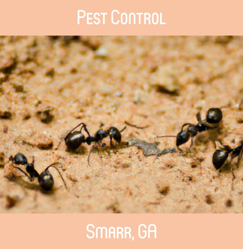 pest control in Smarr Georgia