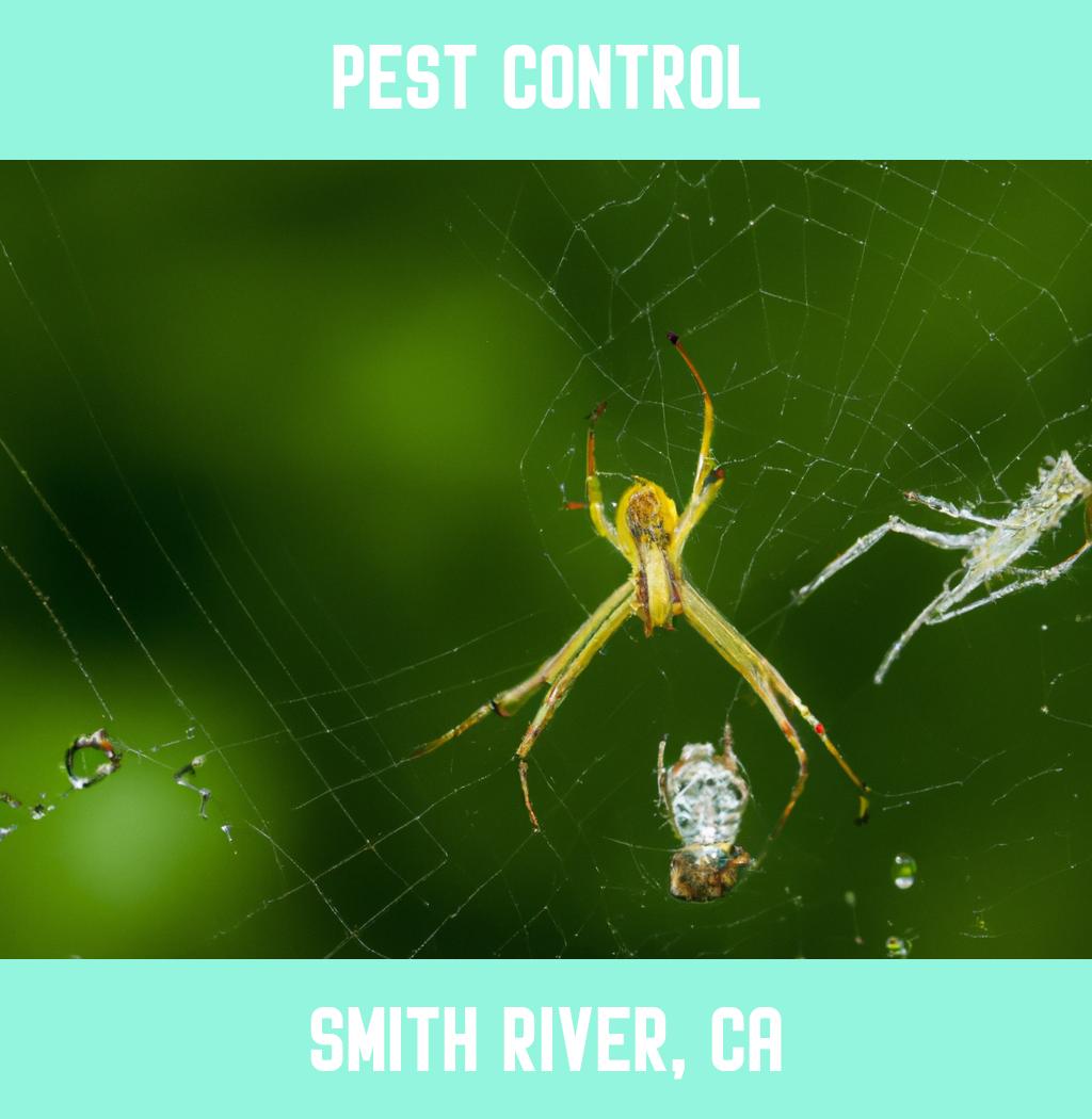 pest control in Smith River California