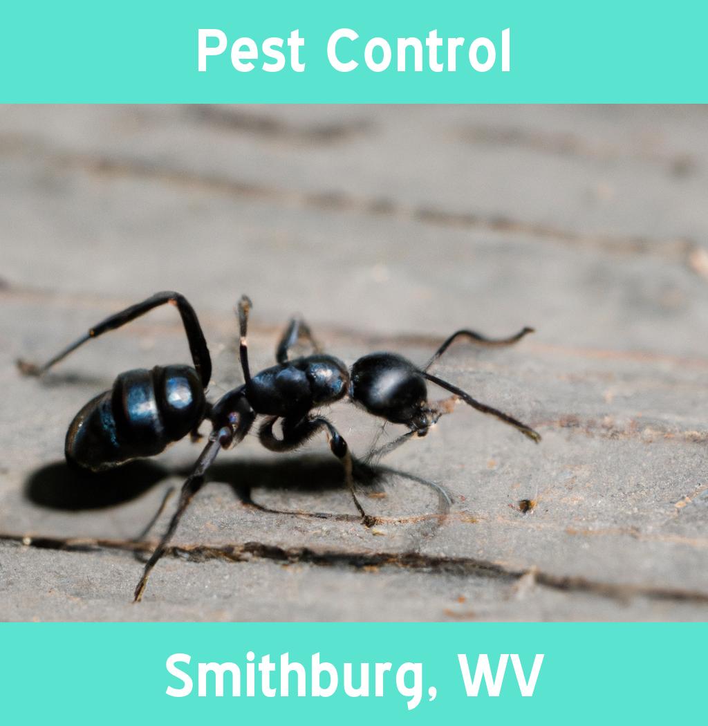 pest control in Smithburg West Virginia