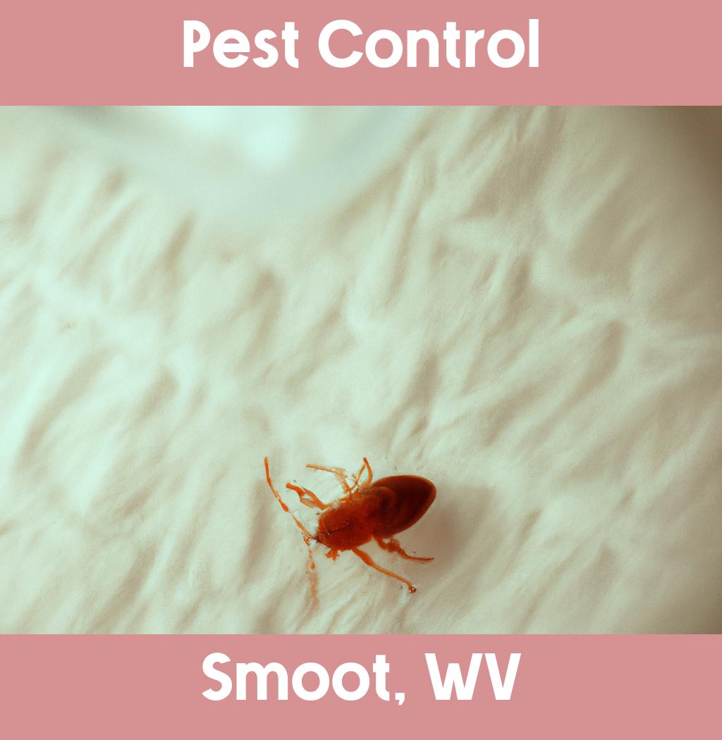 pest control in Smoot West Virginia