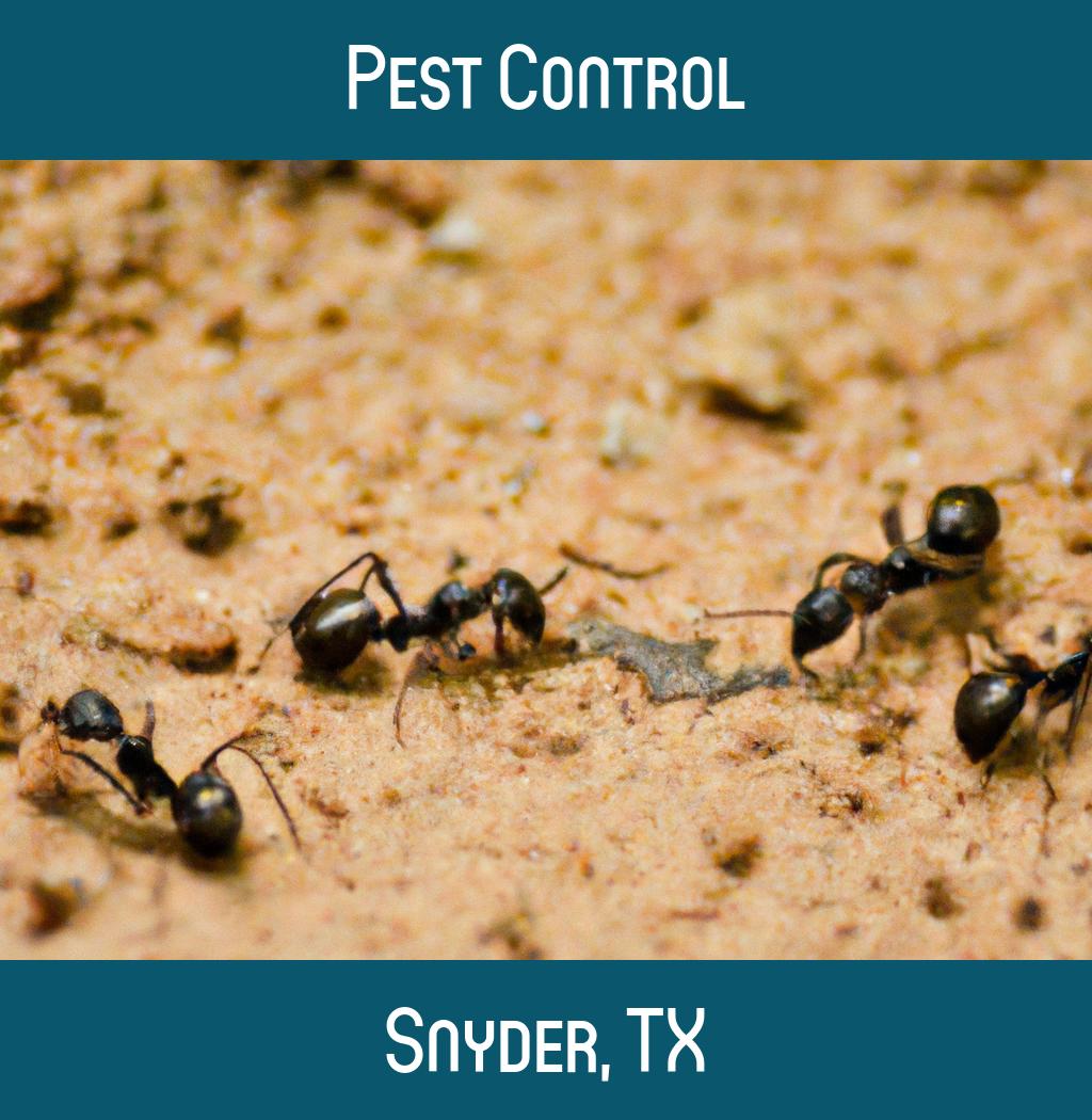 pest control in Snyder Texas