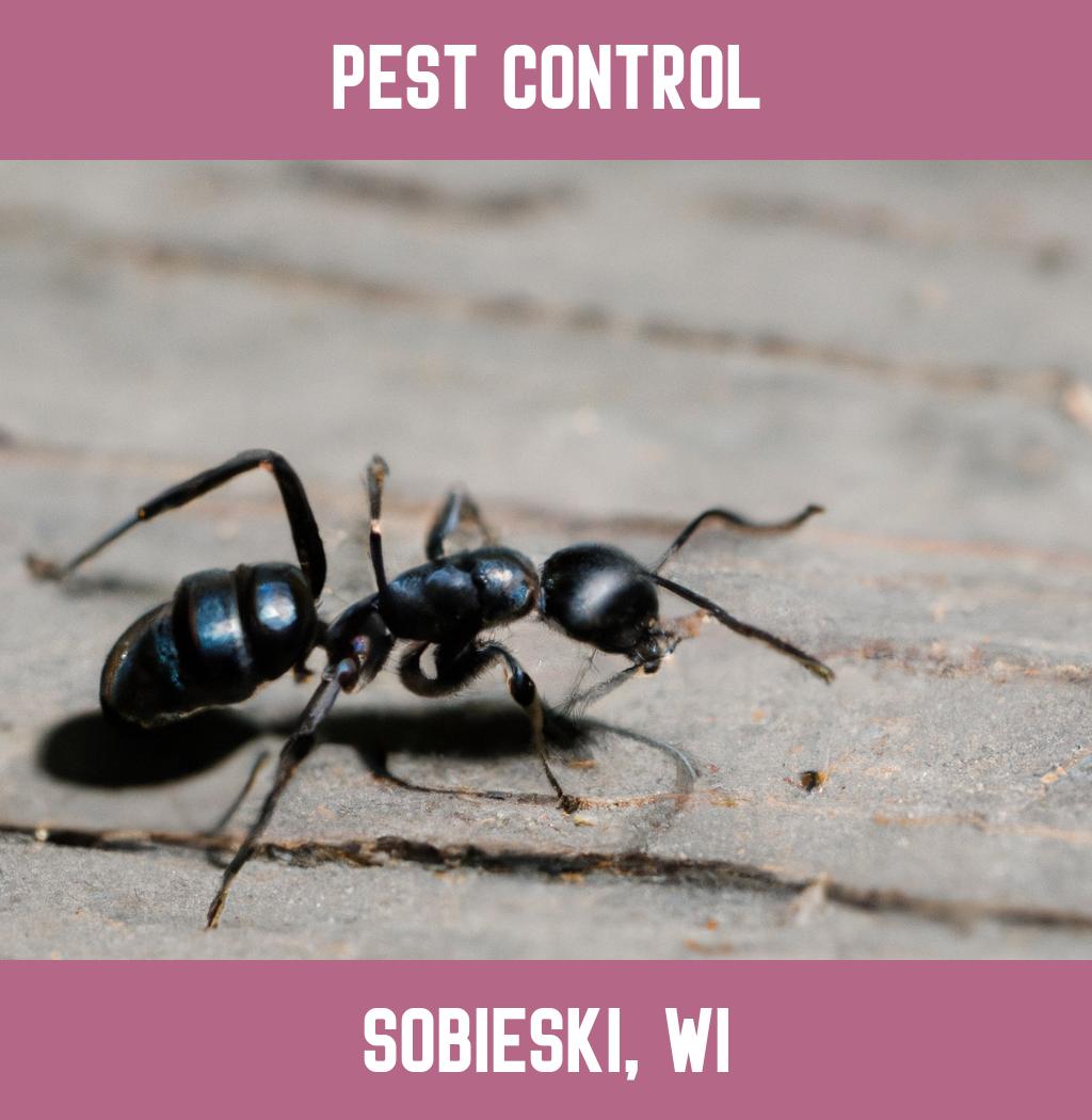 pest control in Sobieski Wisconsin