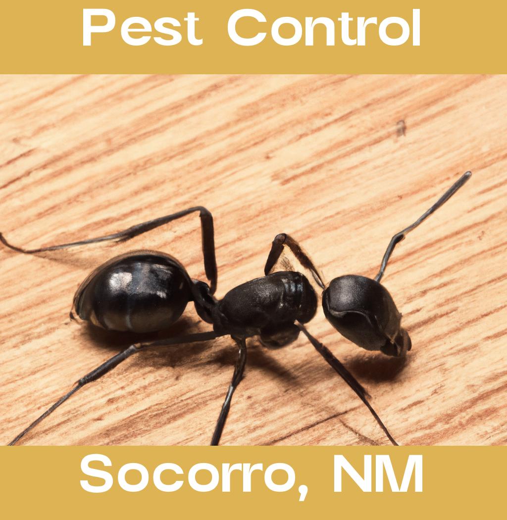 pest control in Socorro New Mexico