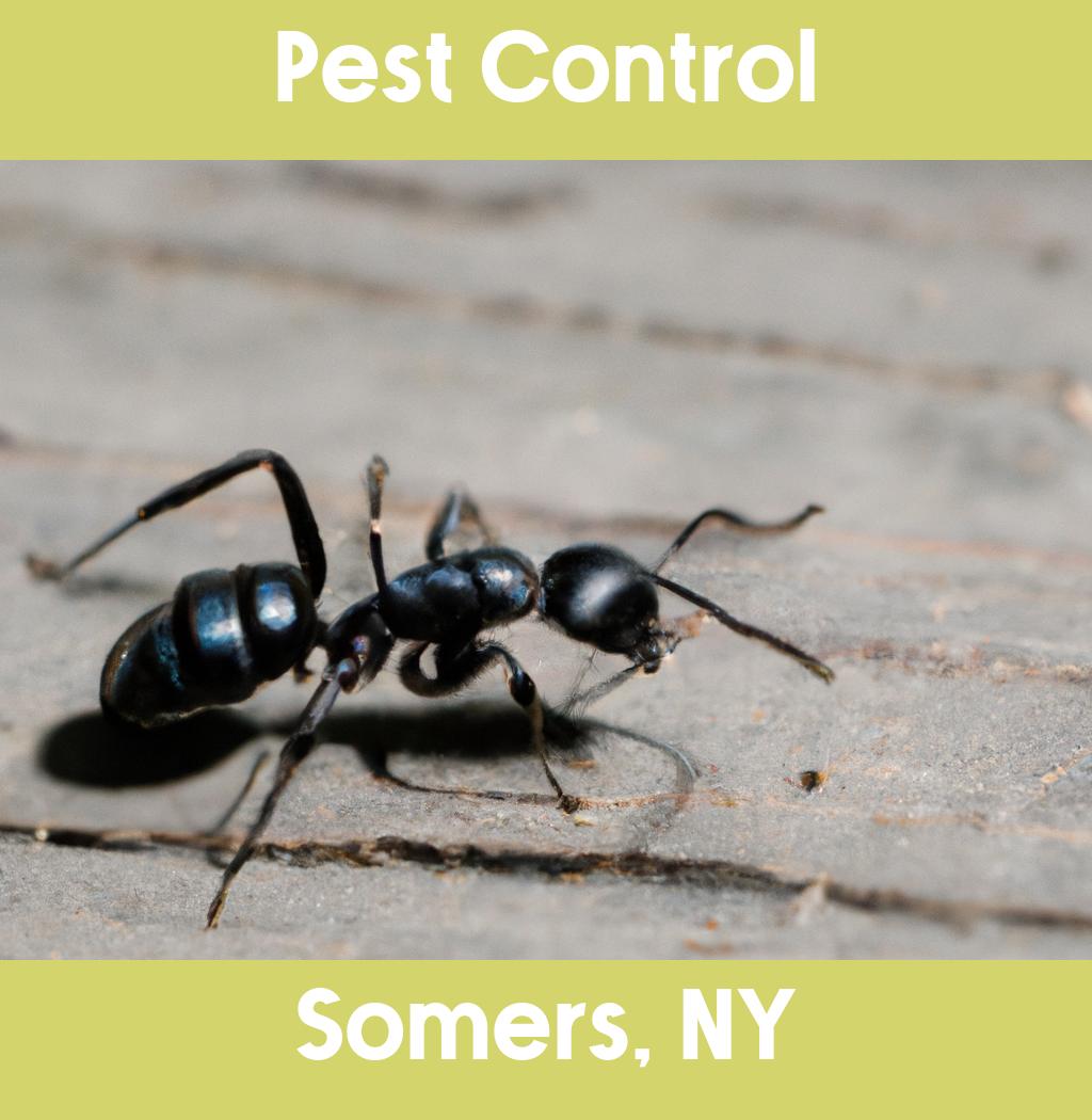 pest control in Somers New York