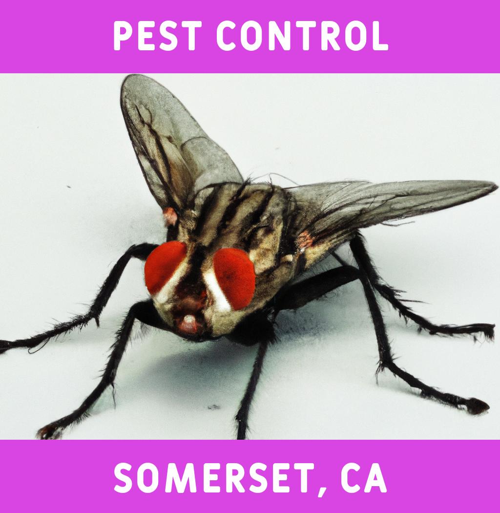 pest control in Somerset California