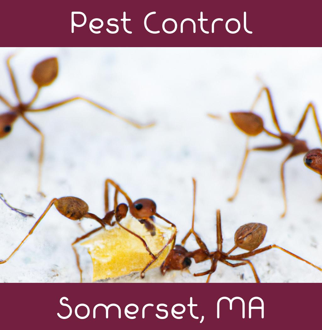 pest control in Somerset Massachusetts