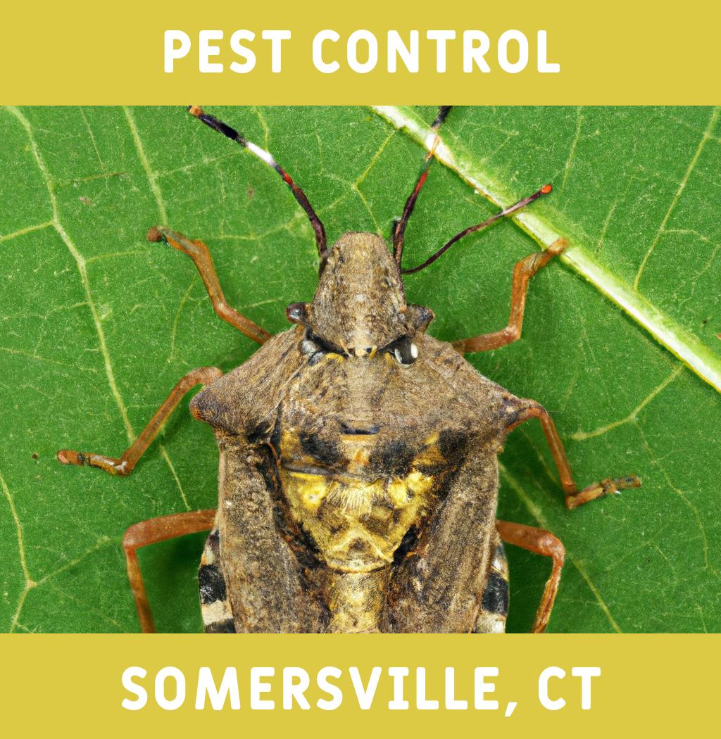 pest control in Somersville Connecticut