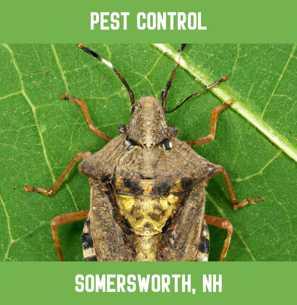pest control in Somersworth New Hampshire