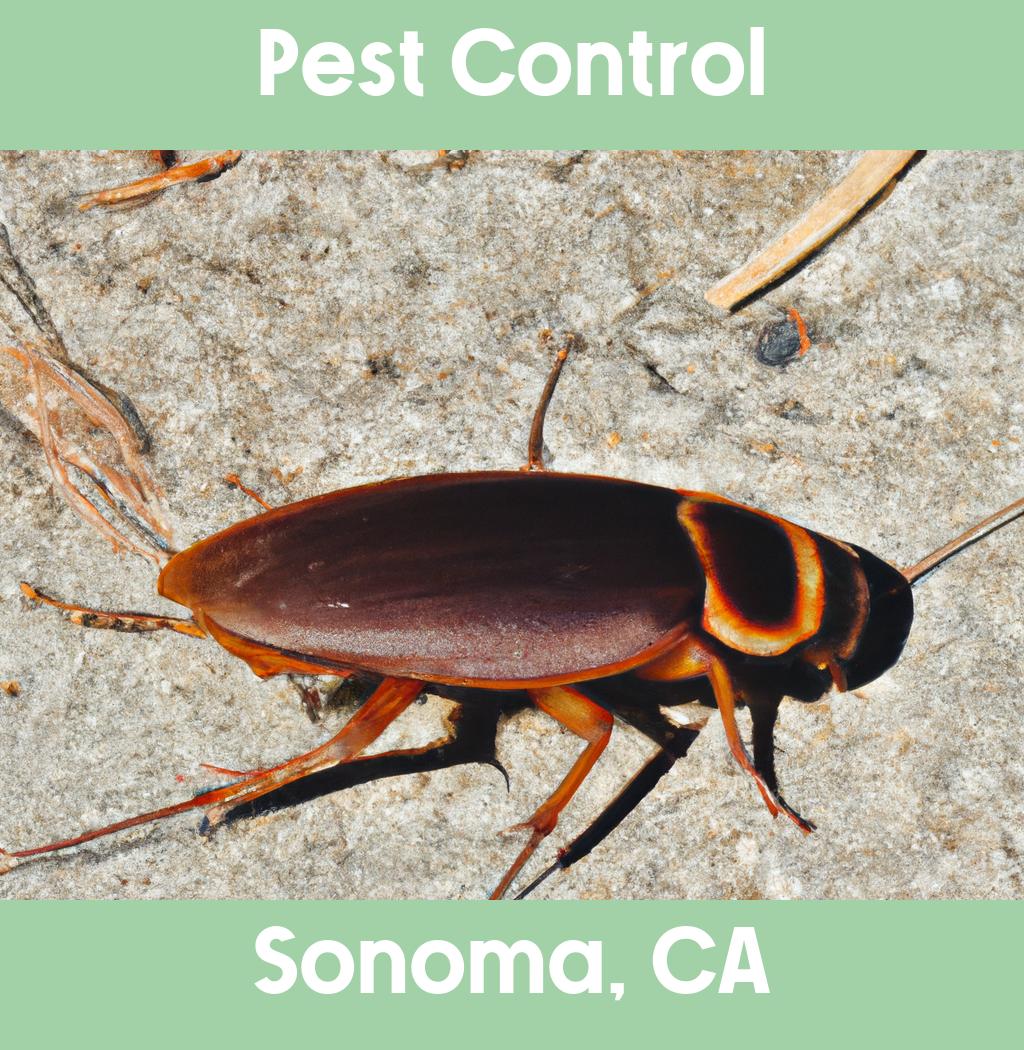 pest control in Sonoma California