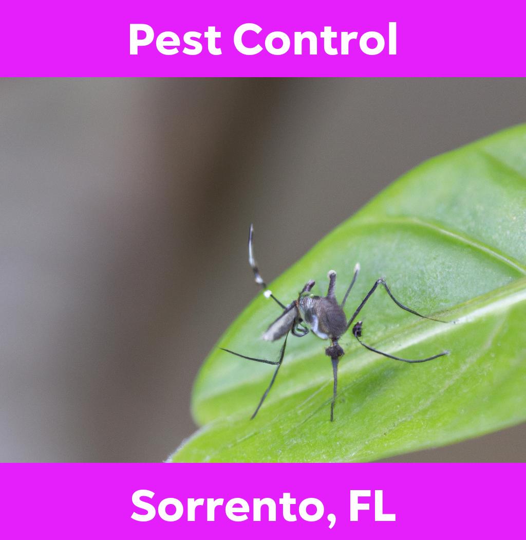 pest control in Sorrento Florida