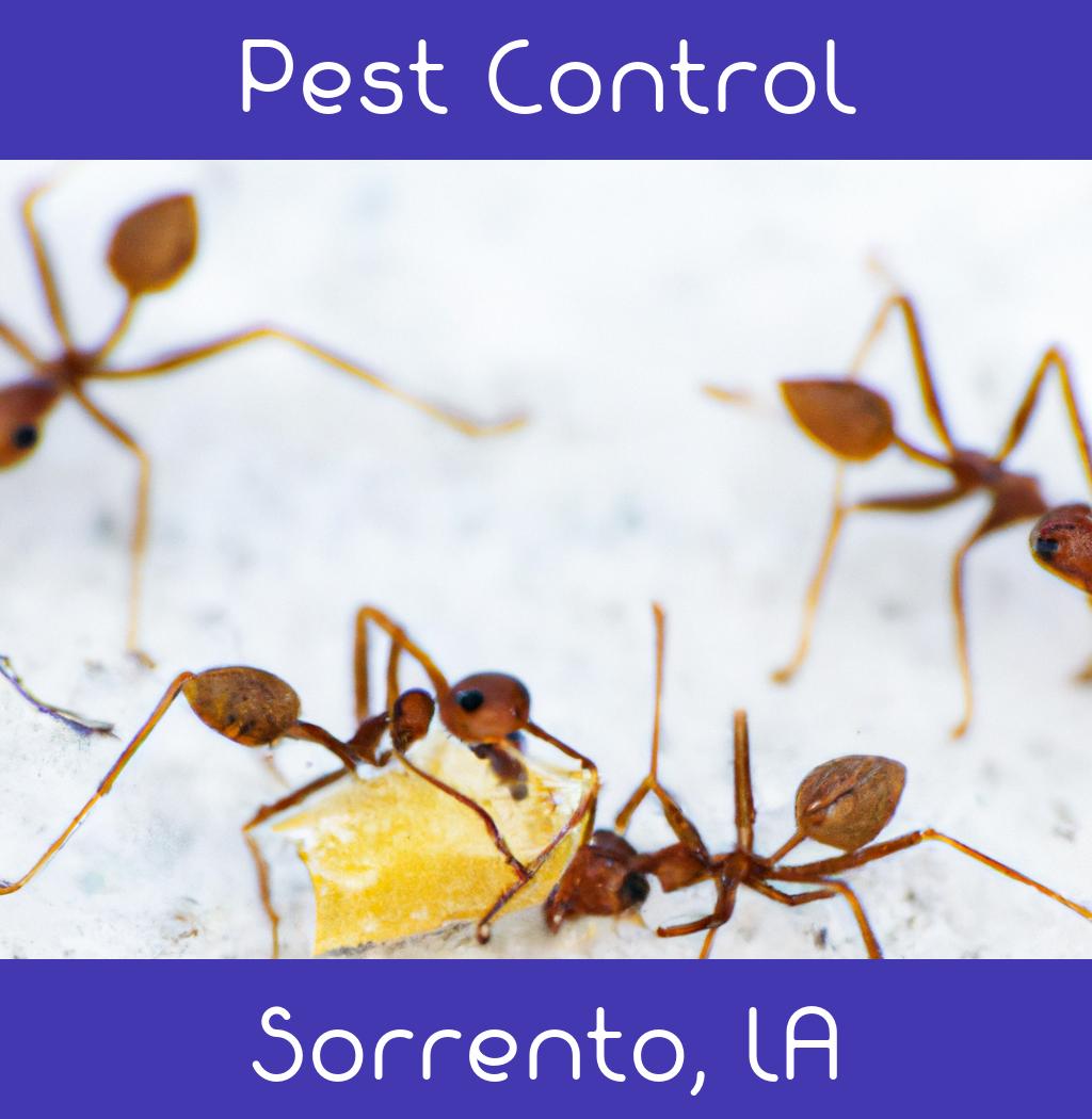 pest control in Sorrento Louisiana