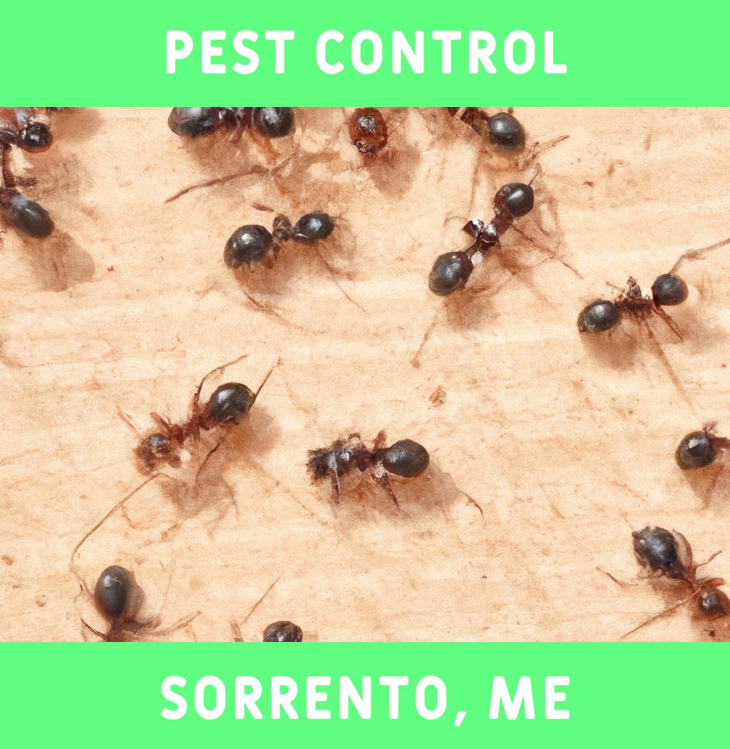 pest control in Sorrento Maine
