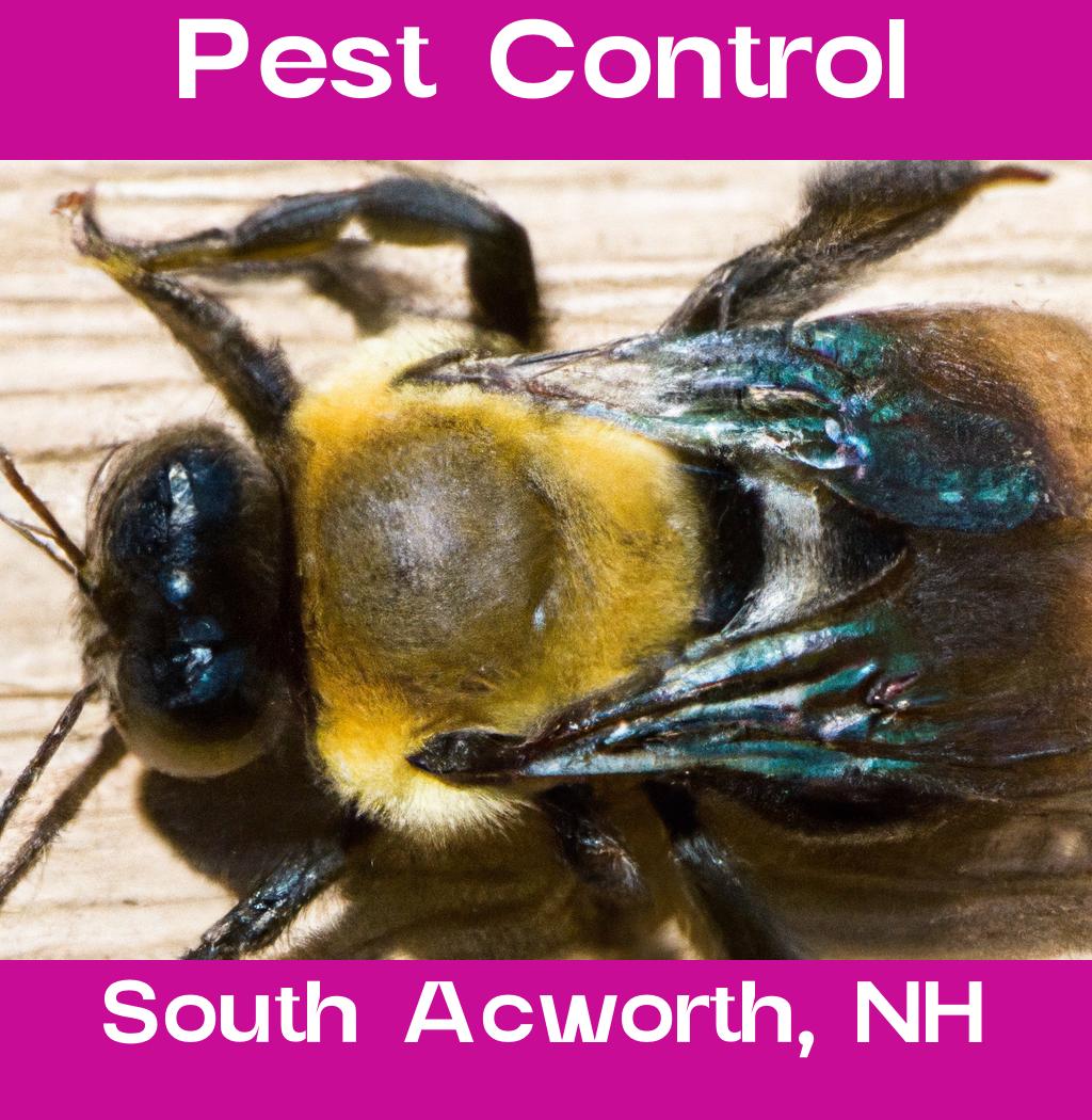 pest control in South Acworth New Hampshire