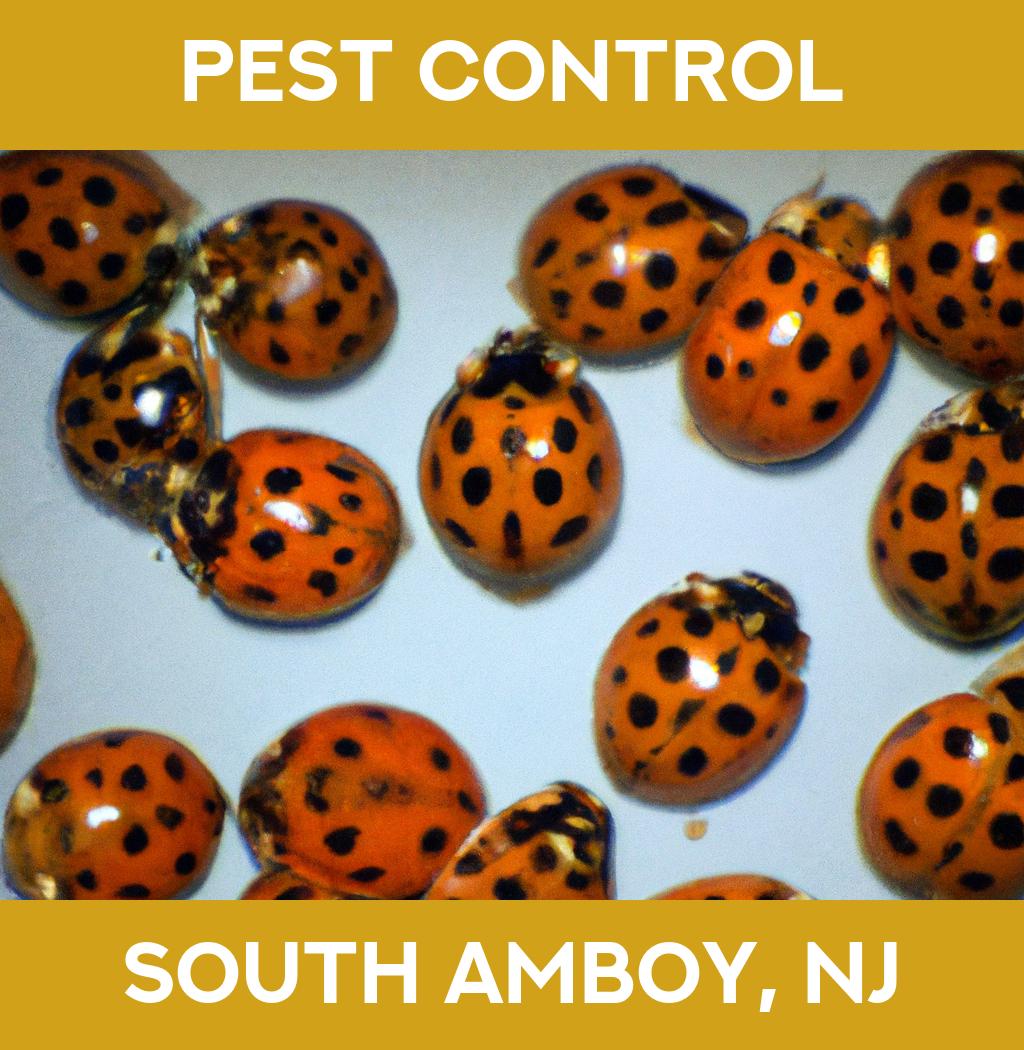 pest control in South Amboy New Jersey