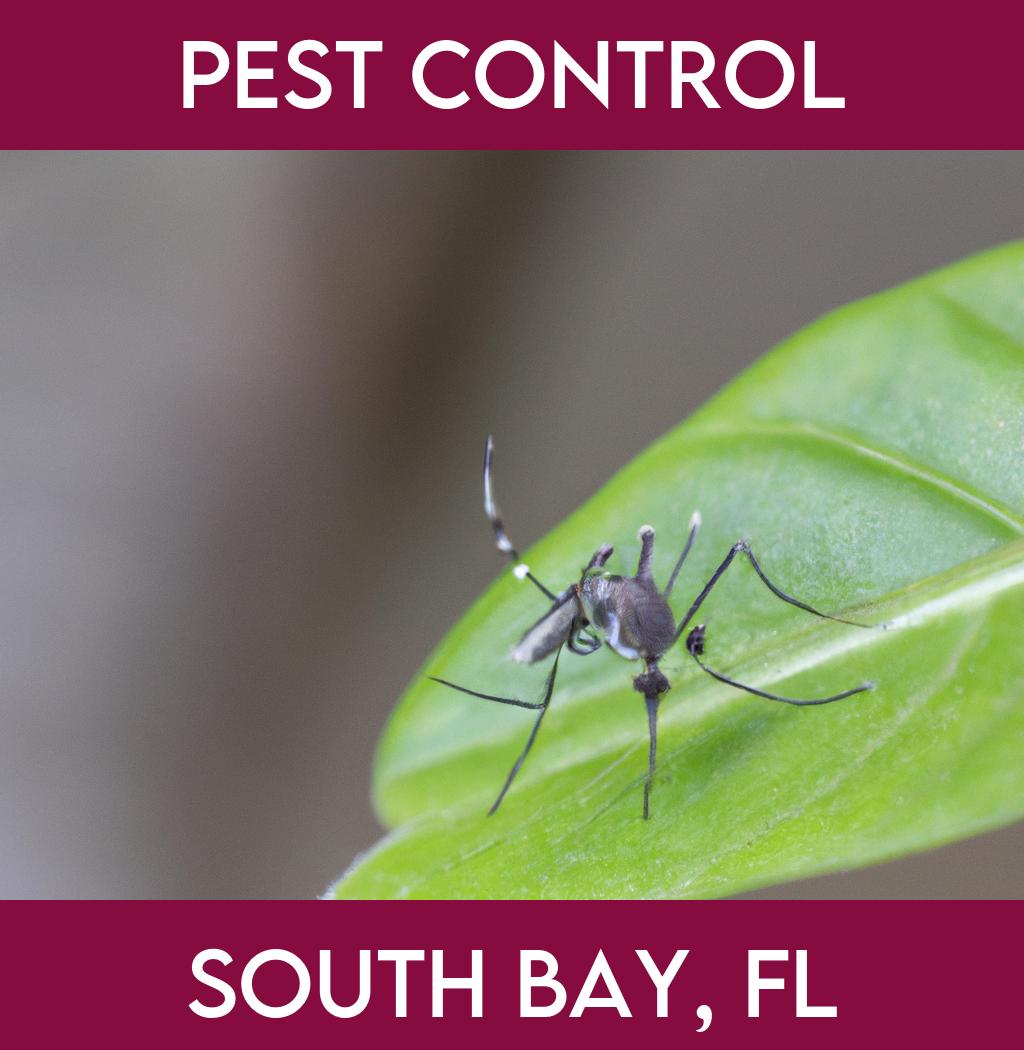 pest control in South Bay Florida