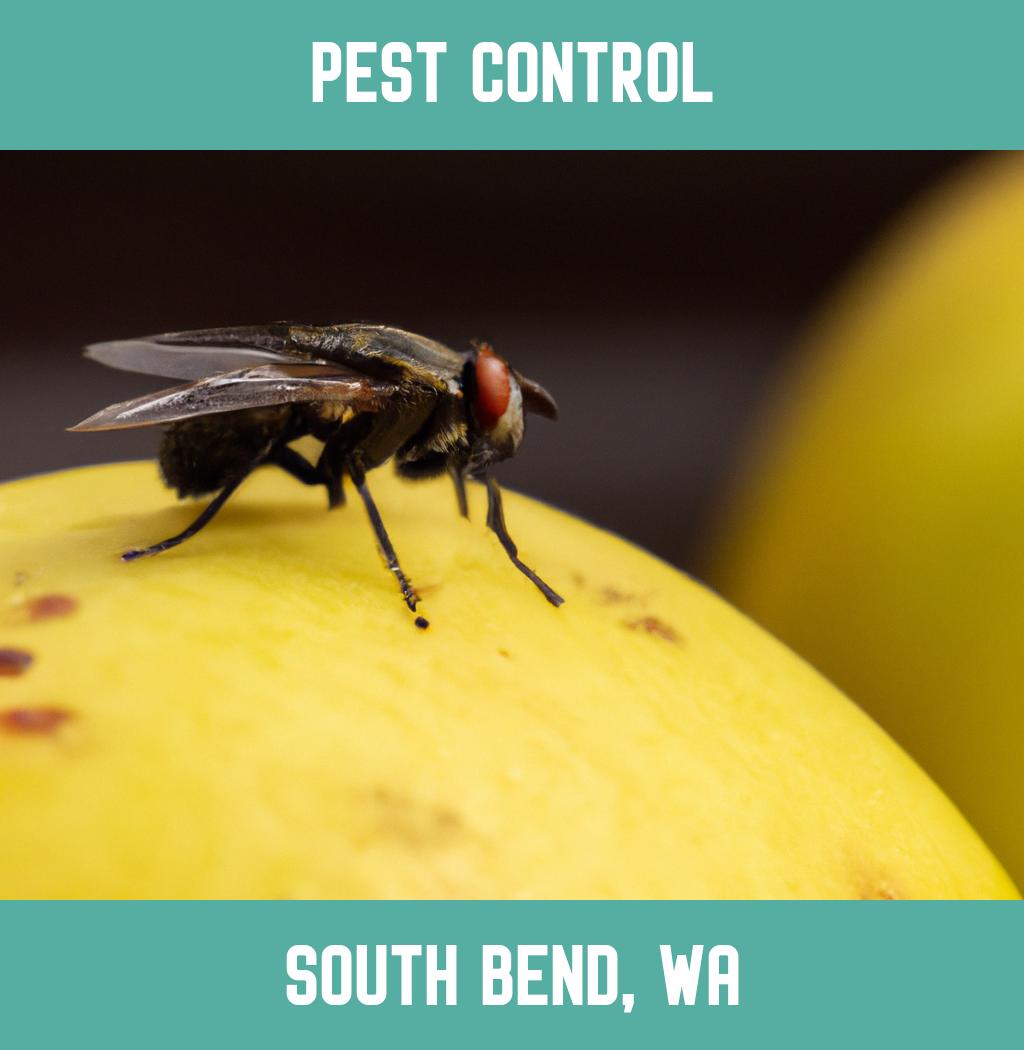 pest control in South Bend Washington