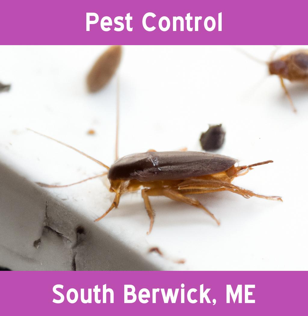 pest control in South Berwick Maine