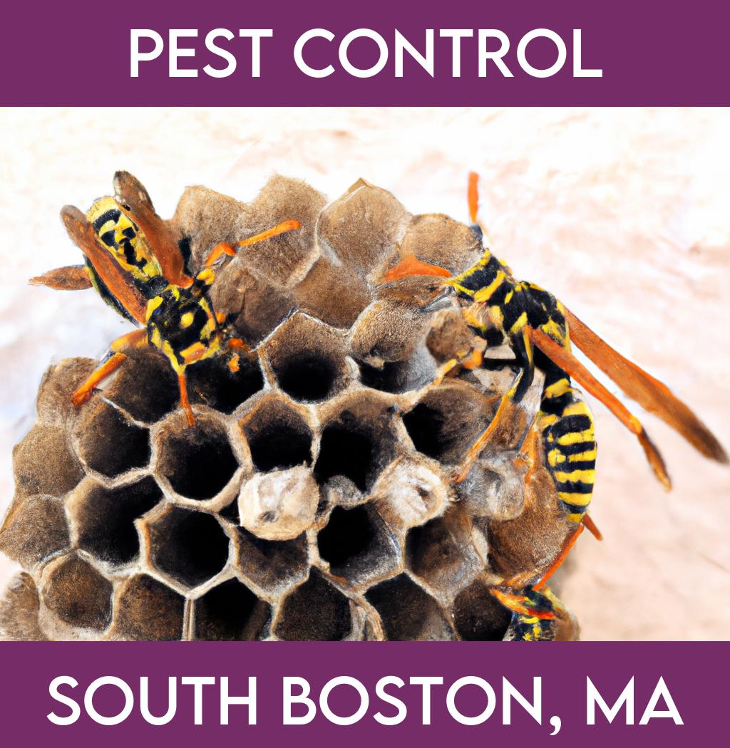 pest control in South Boston Massachusetts