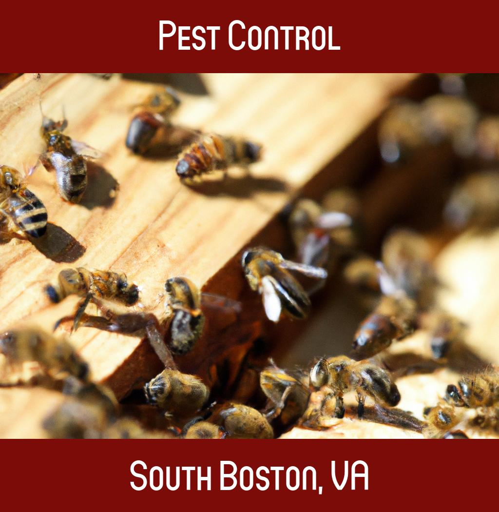 pest control in South Boston Virginia