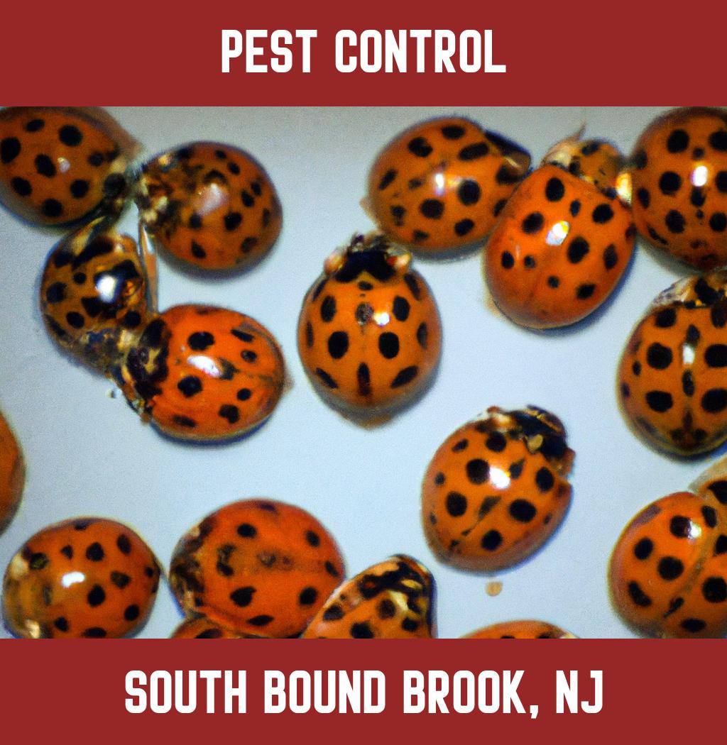 pest control in South Bound Brook New Jersey