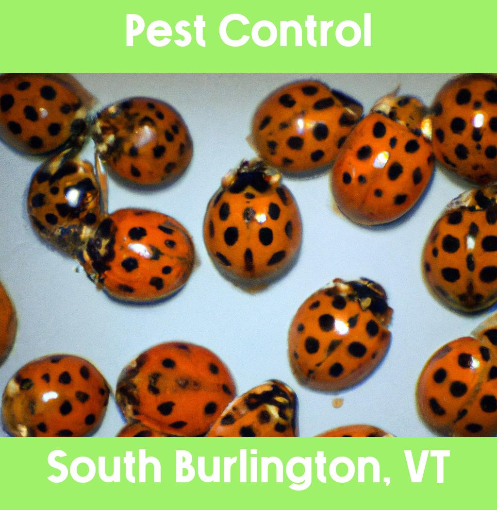 pest control in South Burlington Vermont