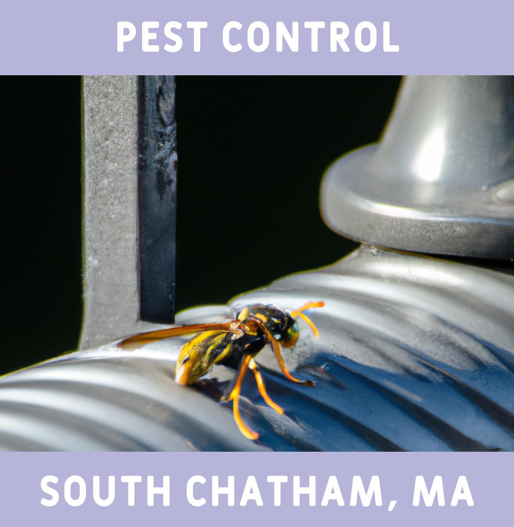 pest control in South Chatham Massachusetts