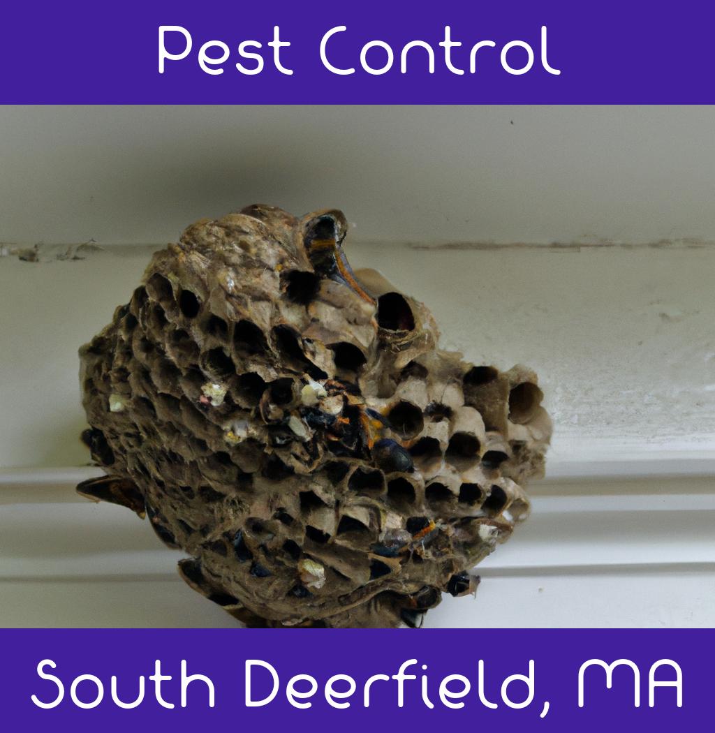 pest control in South Deerfield Massachusetts