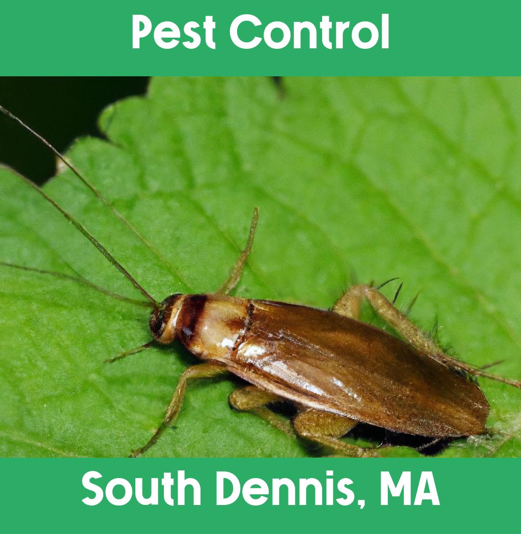 pest control in South Dennis Massachusetts