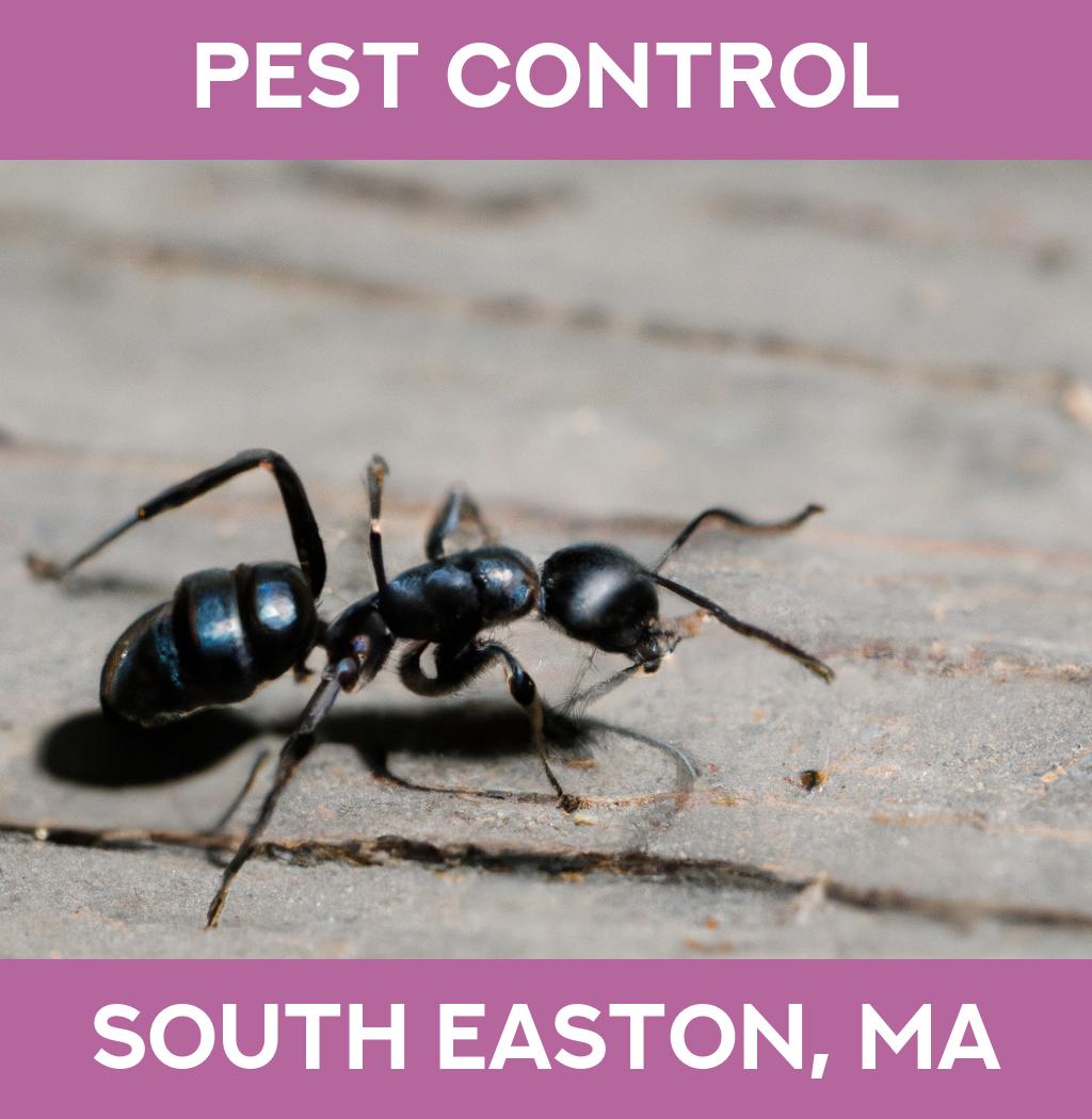 pest control in South Easton Massachusetts
