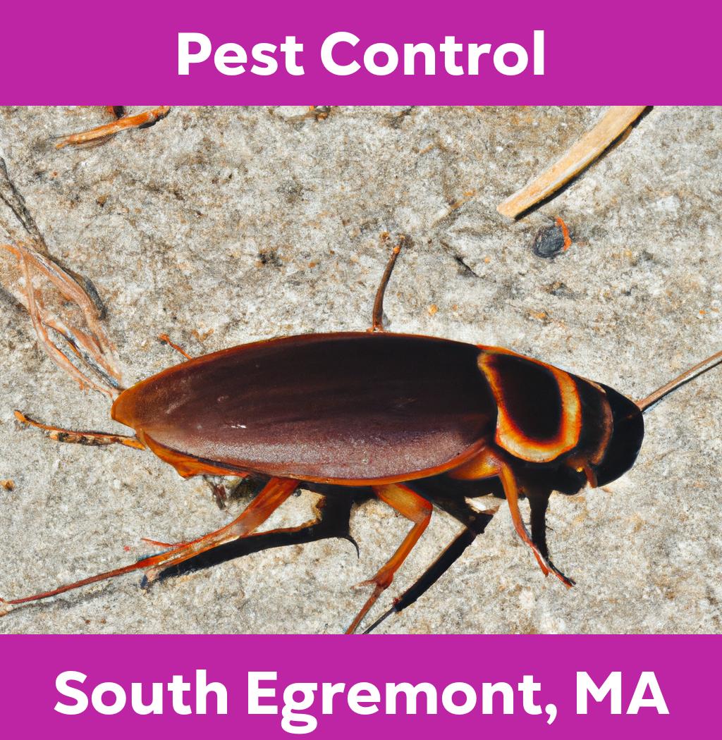 pest control in South Egremont Massachusetts