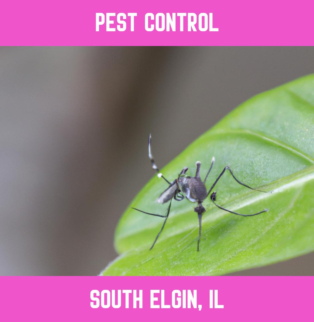 pest control in South Elgin Illinois