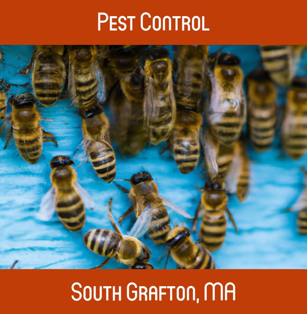 pest control in South Grafton Massachusetts