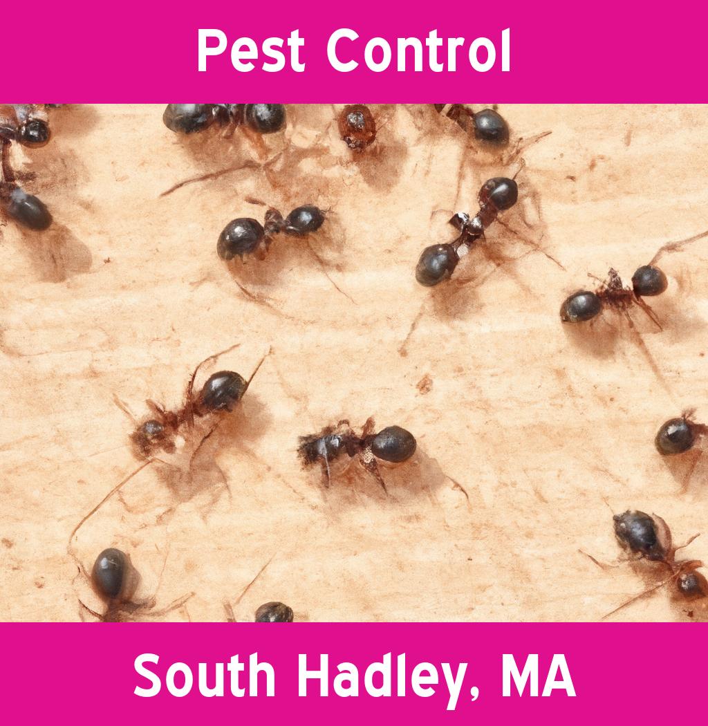 pest control in South Hadley Massachusetts