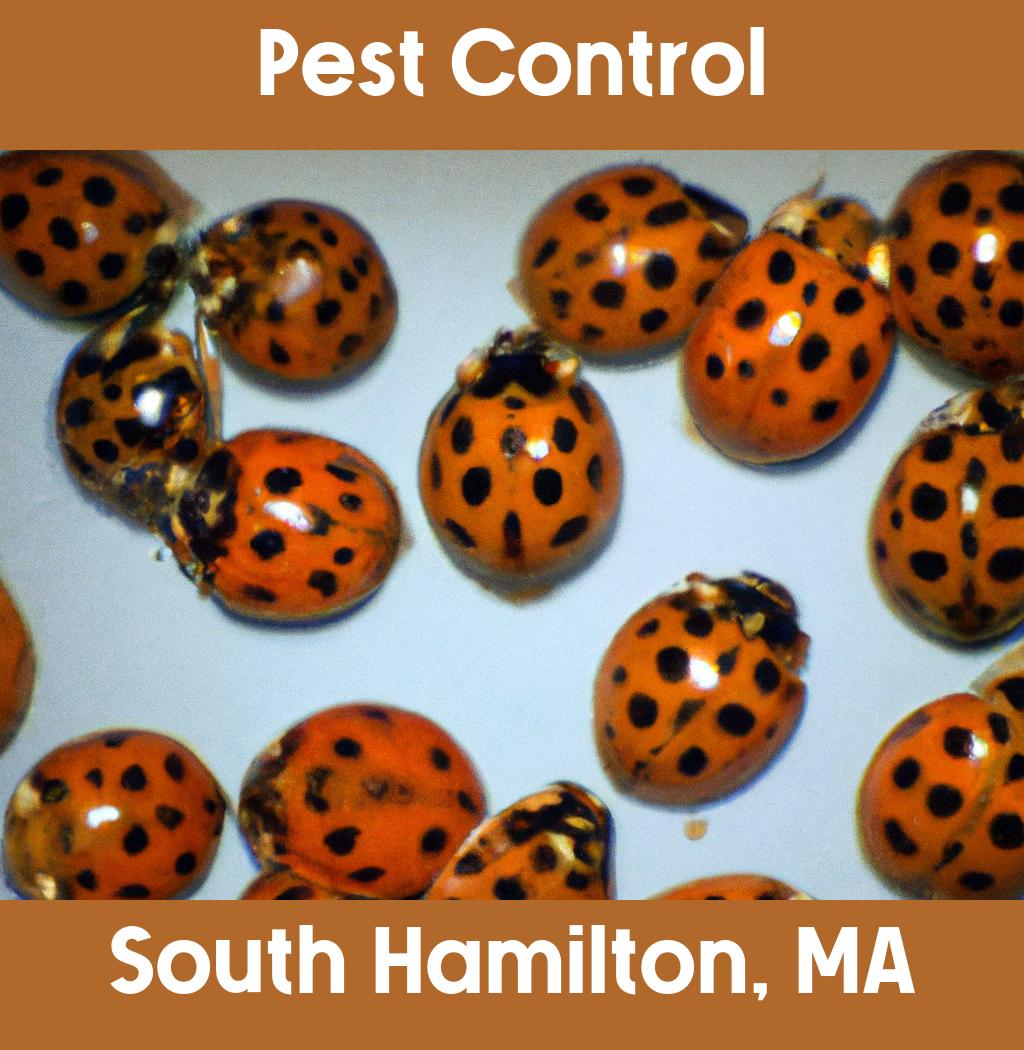 pest control in South Hamilton Massachusetts