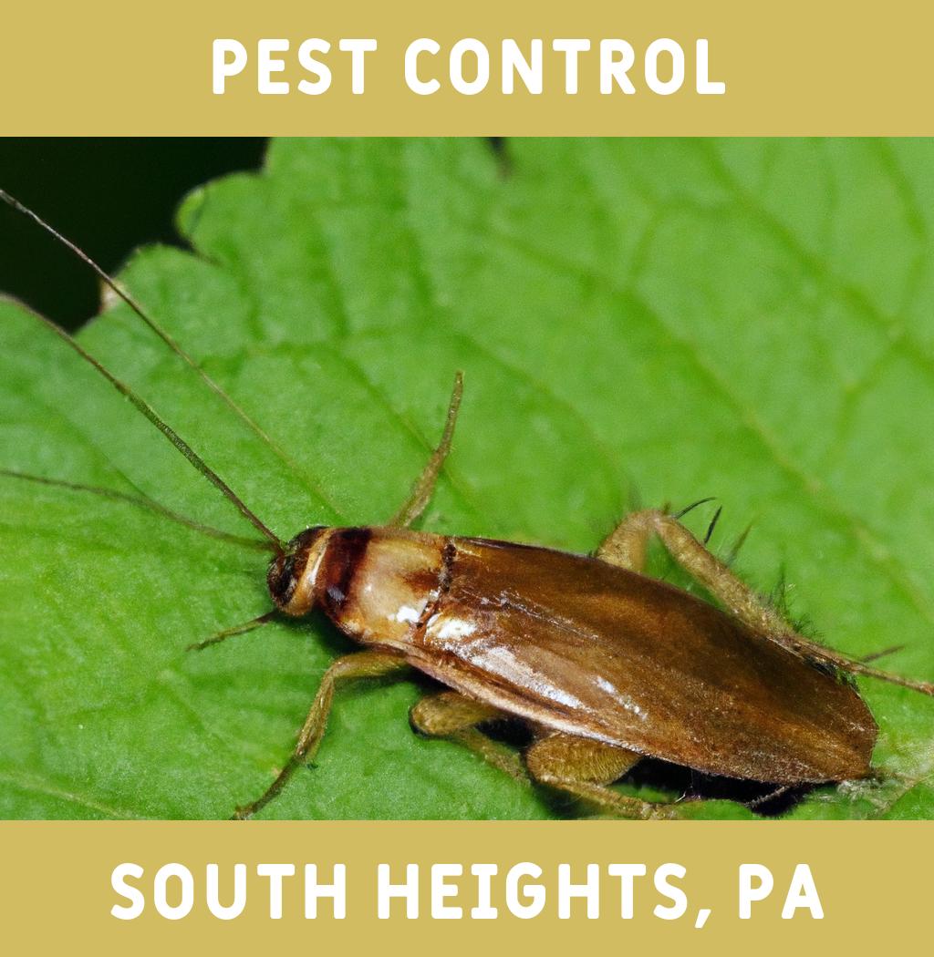 pest control in South Heights Pennsylvania