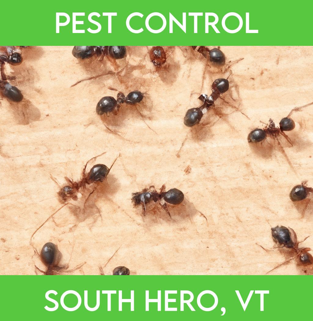 pest control in South Hero Vermont