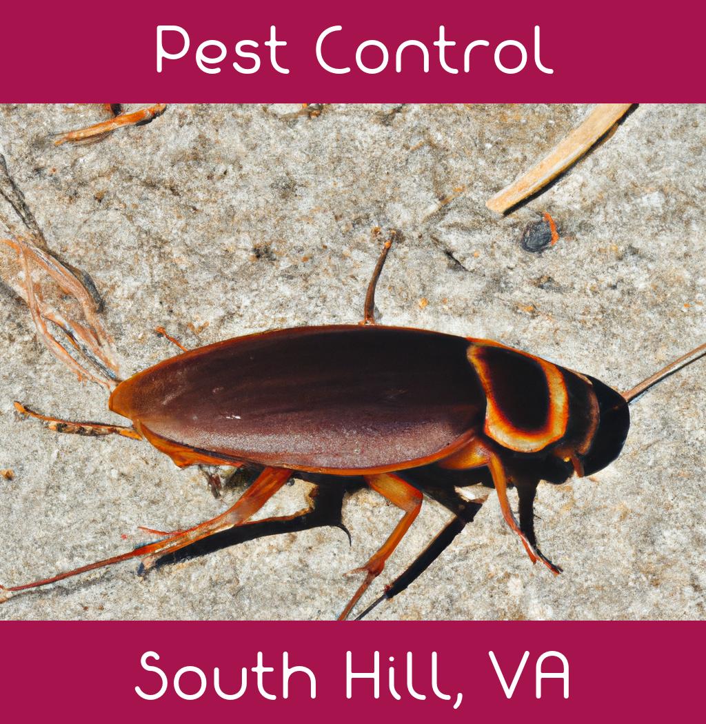 pest control in South Hill Virginia