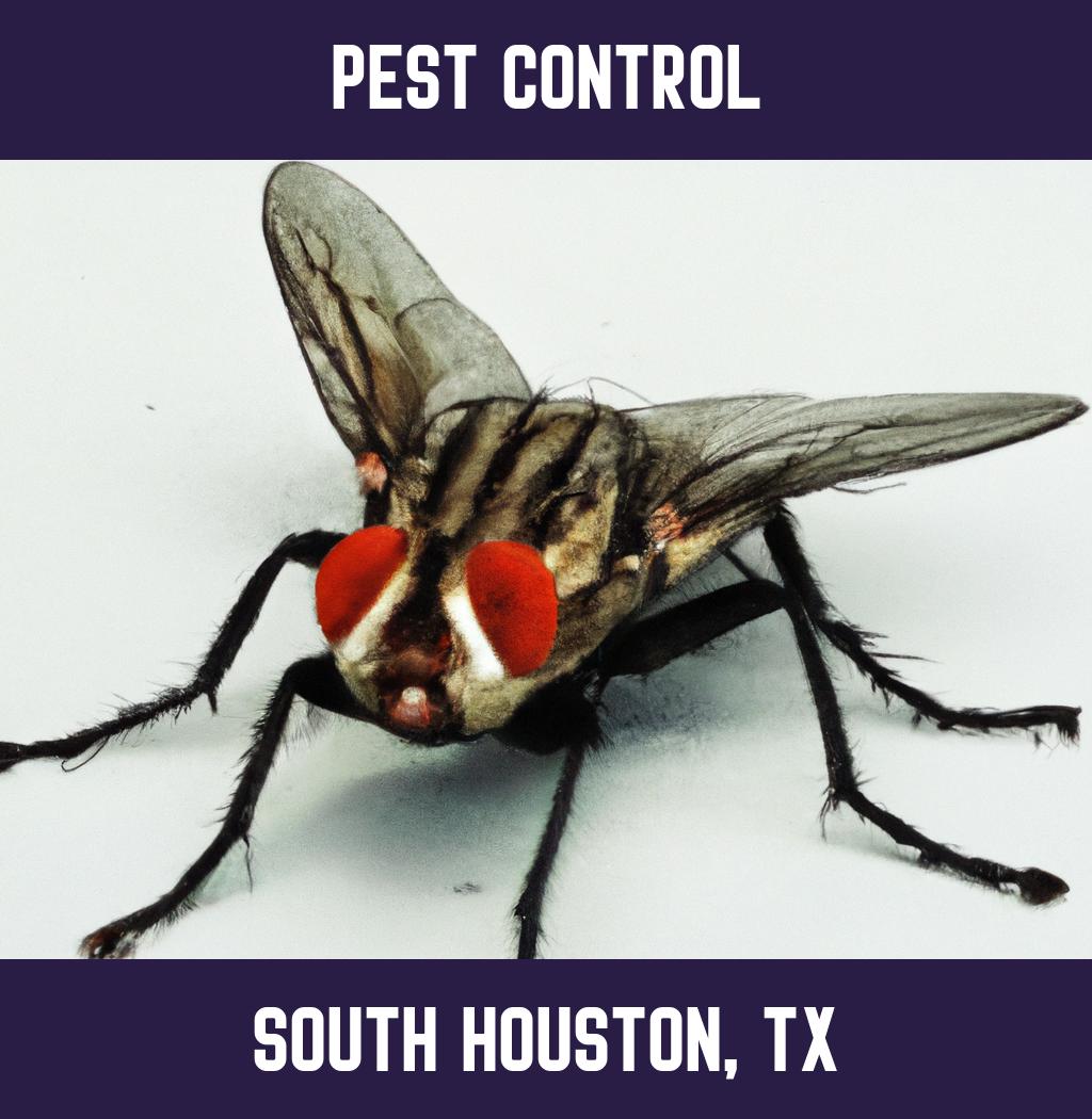 pest control in South Houston Texas