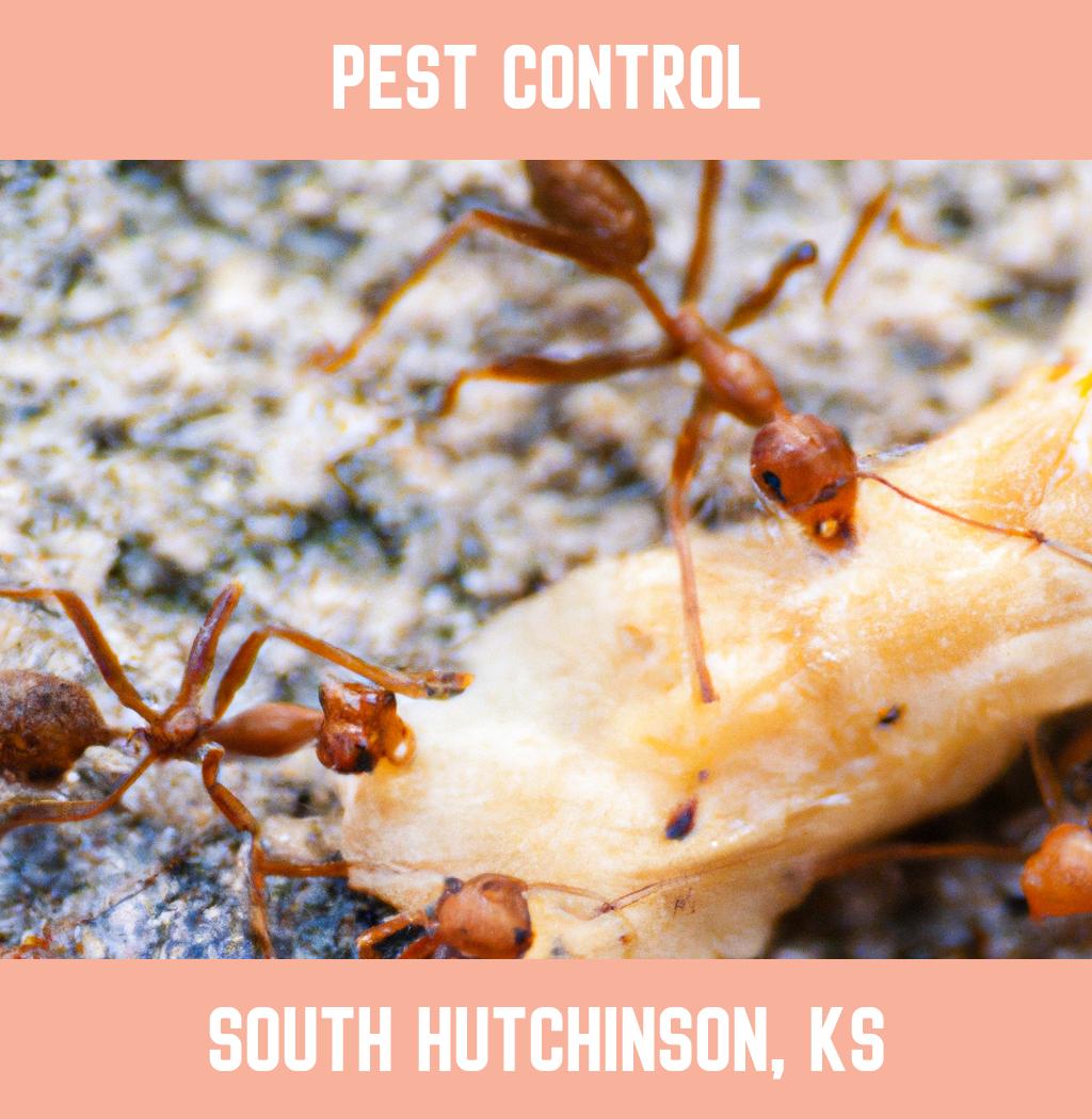 pest control in South Hutchinson Kansas