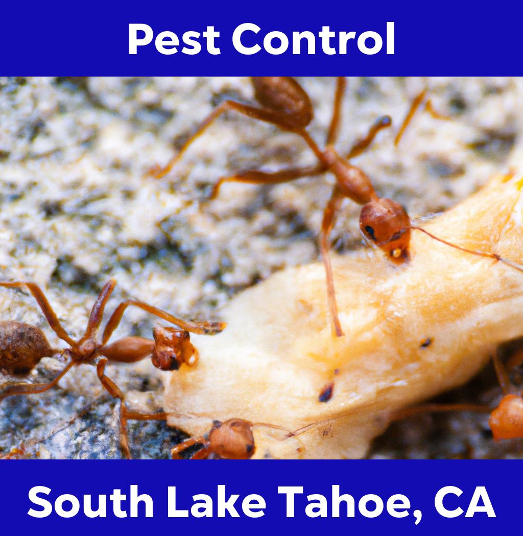 pest control in South Lake Tahoe California
