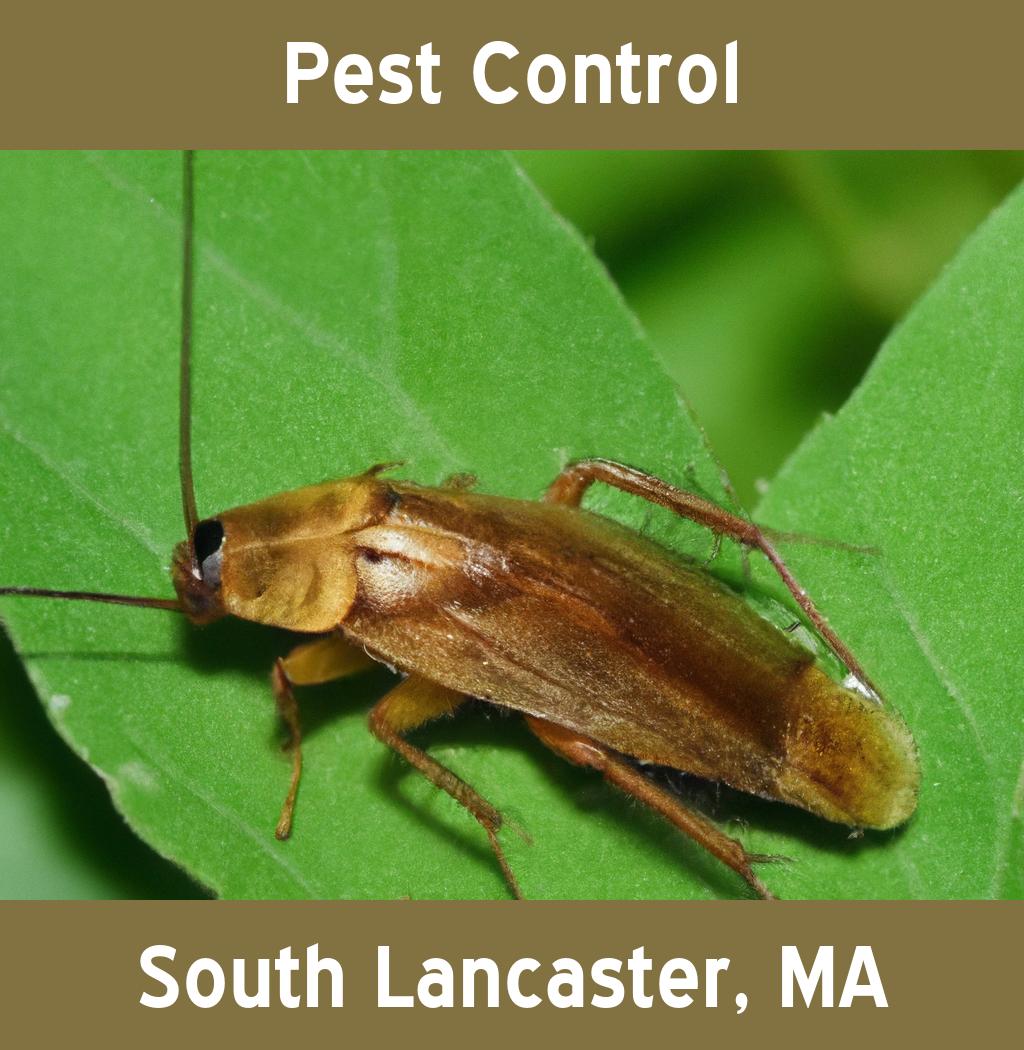 pest control in South Lancaster Massachusetts