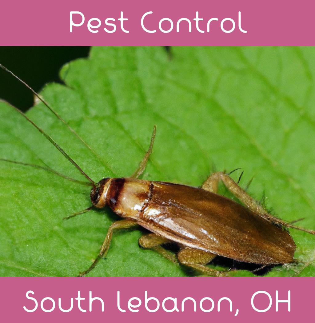 pest control in South Lebanon Ohio