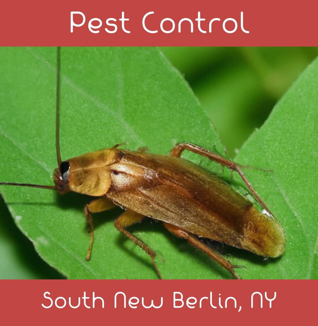 pest control in South New Berlin New York