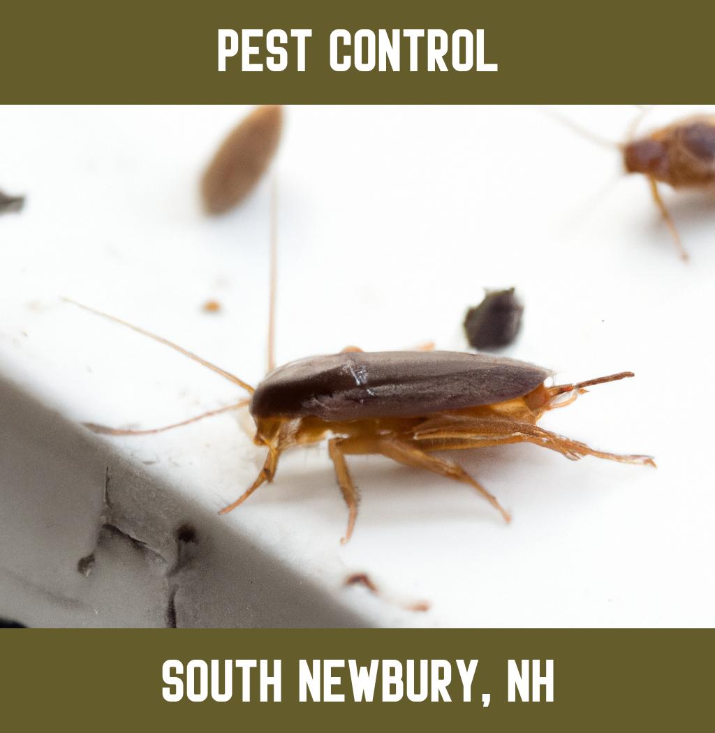 pest control in South Newbury New Hampshire