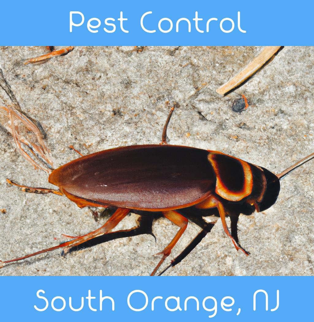 pest control in South Orange New Jersey