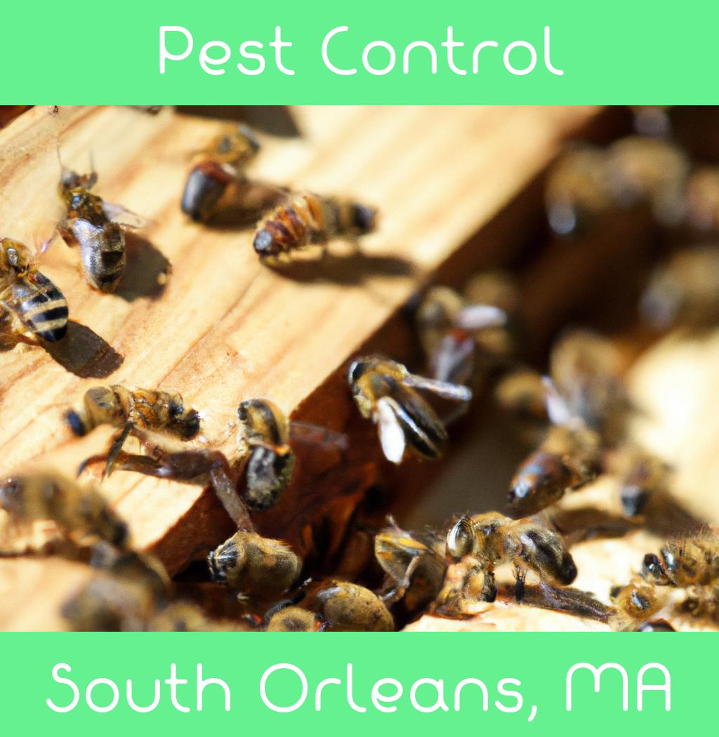 pest control in South Orleans Massachusetts