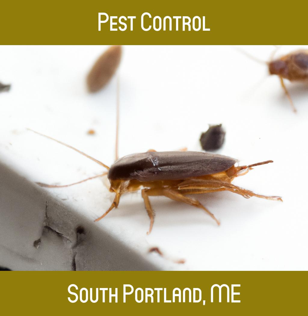 pest control in South Portland Maine