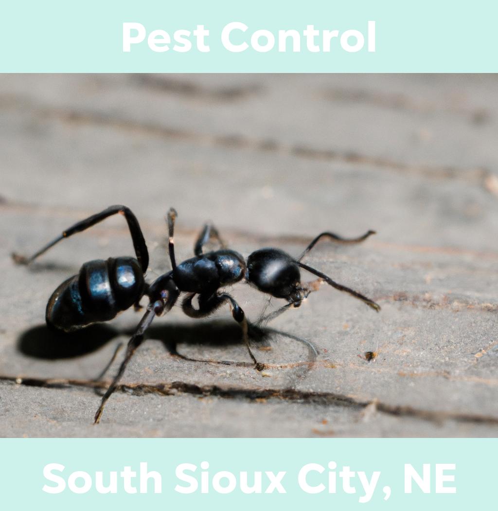pest control in South Sioux City Nebraska