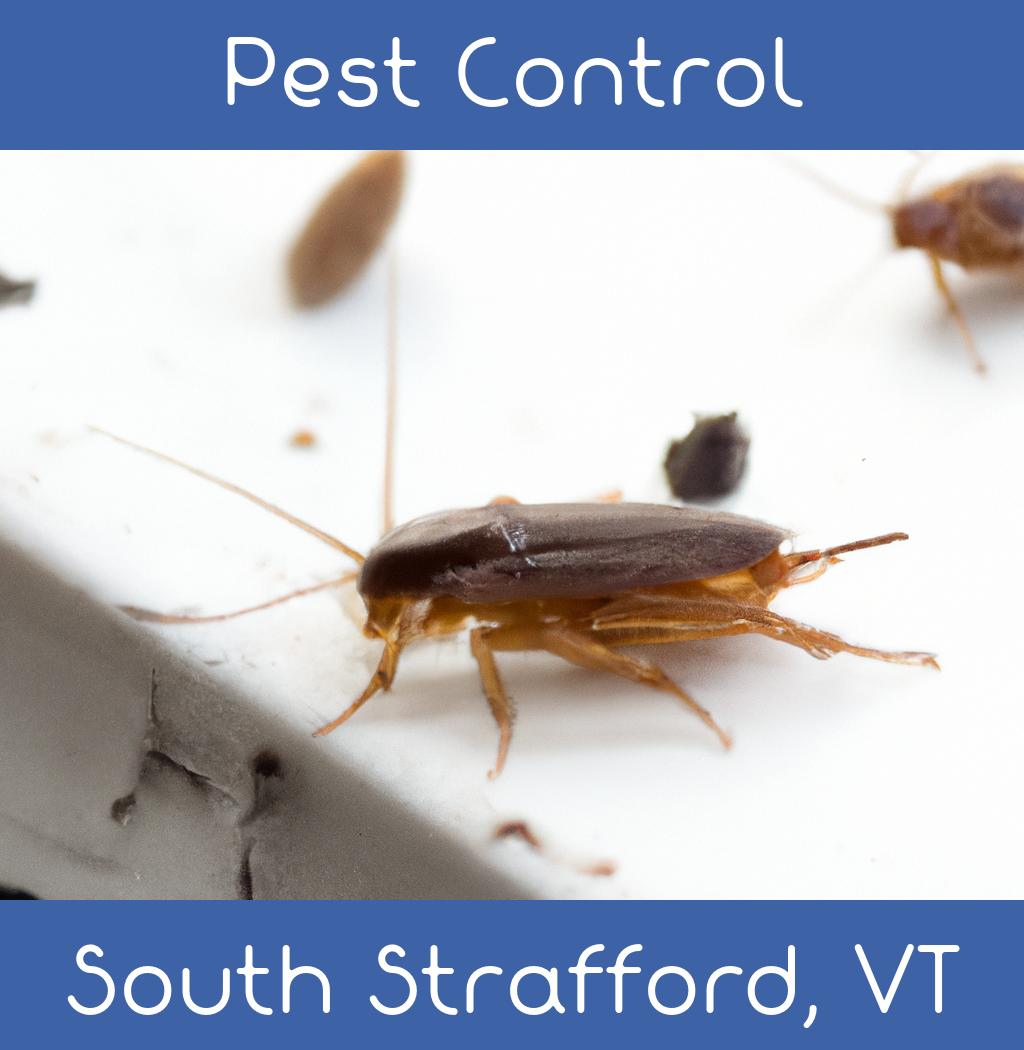 pest control in South Strafford Vermont